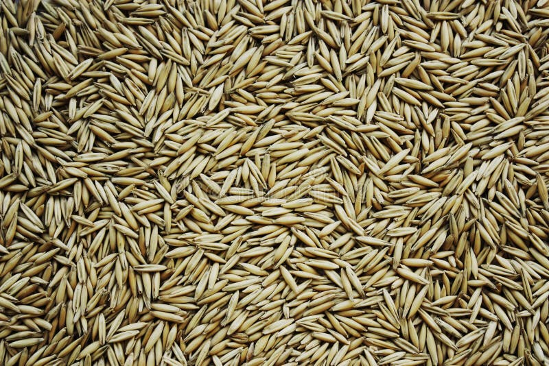 Oats seeds stock photo. Image of seed, health, details 11347306