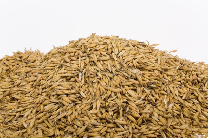 Oats seeds stock image. Image of white, detail, oats, nature 8693543