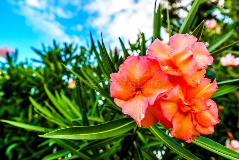 Oavkortad blom för rosaaktig röd hibiskusblomma royaltyfri foto Oavkortad blom för rosaaktig röd hibiskusblomma royaltyfri foto