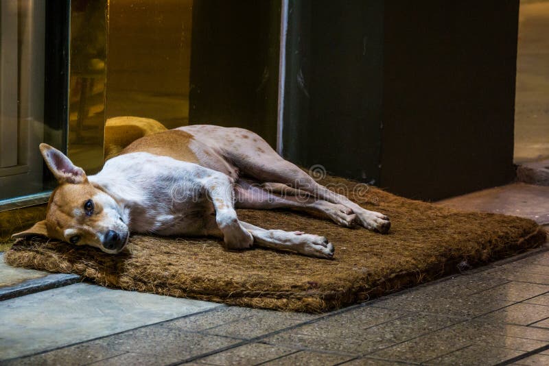 Obdachlose Matte der Hundelüge zu Fuß vor Shop lizenzfreie stockfotografie Obdachlose Matte der Hundelüge zu Fuß vor Shop lizenzfreie stockfotografie