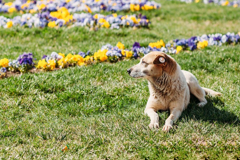 Obdachloser Hund liegt auf Stauwasserblumen stockfotos Obdachloser Hund liegt auf Stauwasserblumen stockfotos