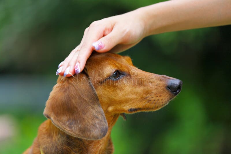 Brown Puppy Nipping at Pants Leg Stock Image Image of adoption, park