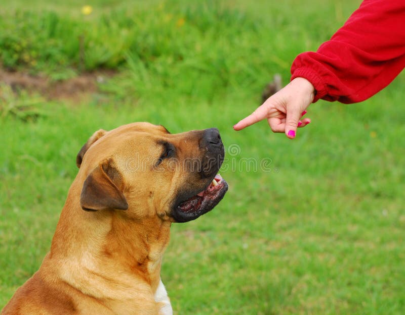 A Caucasian female hand pointing with the index finger at a big purebred Boerboel dog to show him to listen to her command. A Caucasian female hand pointing with the index finger at a big purebred Boerboel dog to show him to listen to her command.