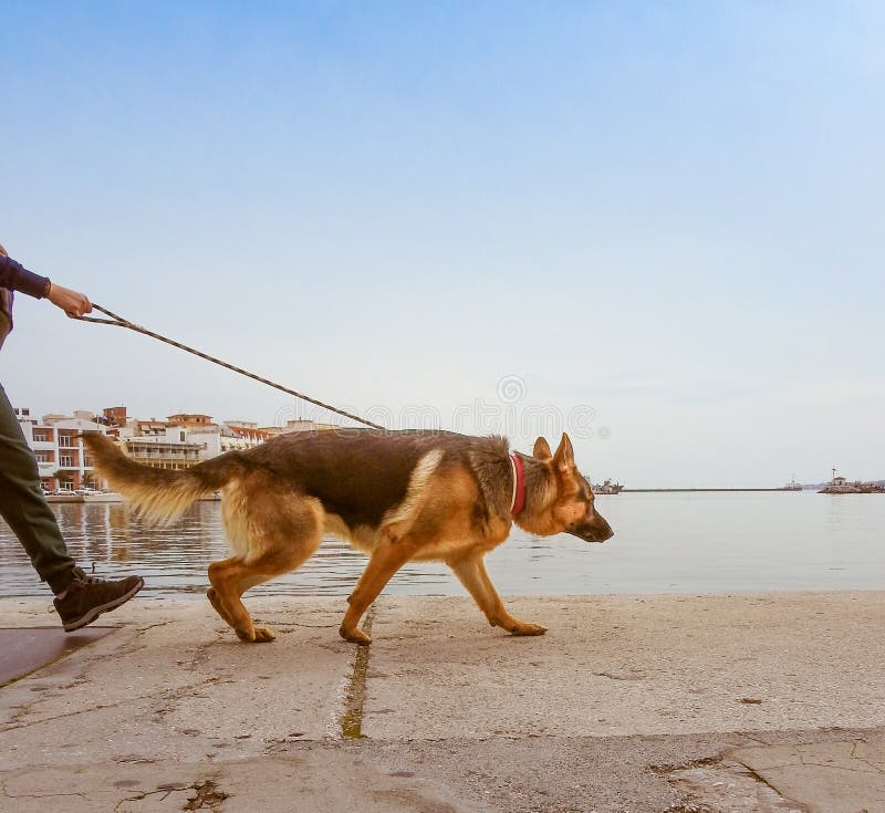 Obedient German Shepherd on a Leash Taking a Walk beside a River Stock