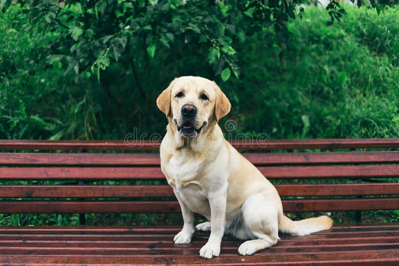 Obedient Labrador Retriever Sitting on Bench Outside Stock Photo - Image of  camera rest 171727676