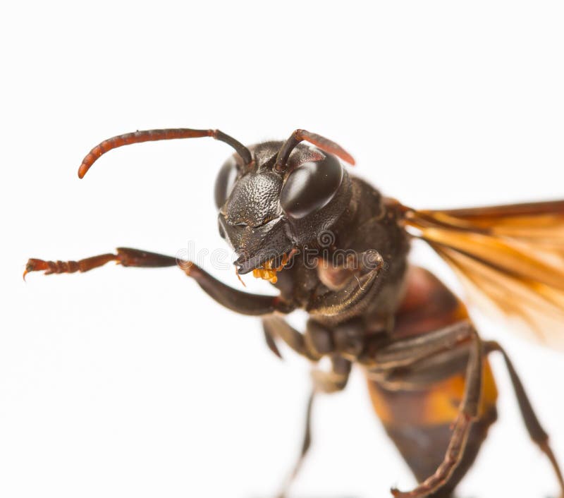 The majority of wasp species are parasitic. The majority of wasp species are parasitic