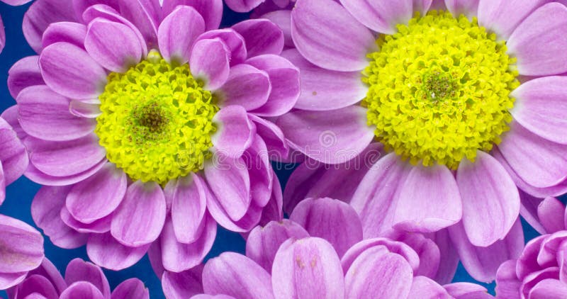 Obere, in der Nähe befindliche Ansicht einer Gruppe von rosa und gelben Blumen über blauem Hintergrund