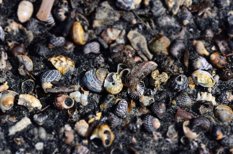 Oberteile und Schnecken im schwarzen Sand stockfoto Oberteile und Schnecken im schwarzen Sand stockfoto