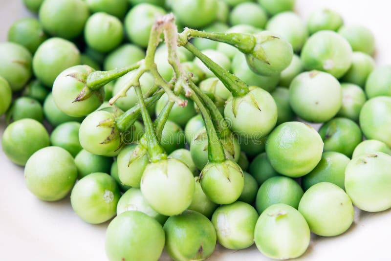 Oberżyna, Indycza jagoda, Solanum torvum obraz stock
