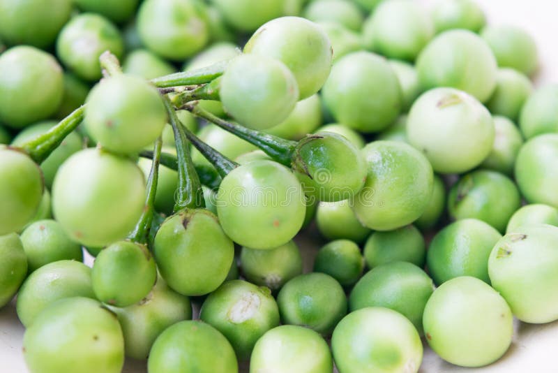 Oberżyna, Indycza jagoda, Solanum torvum obraz royalty free