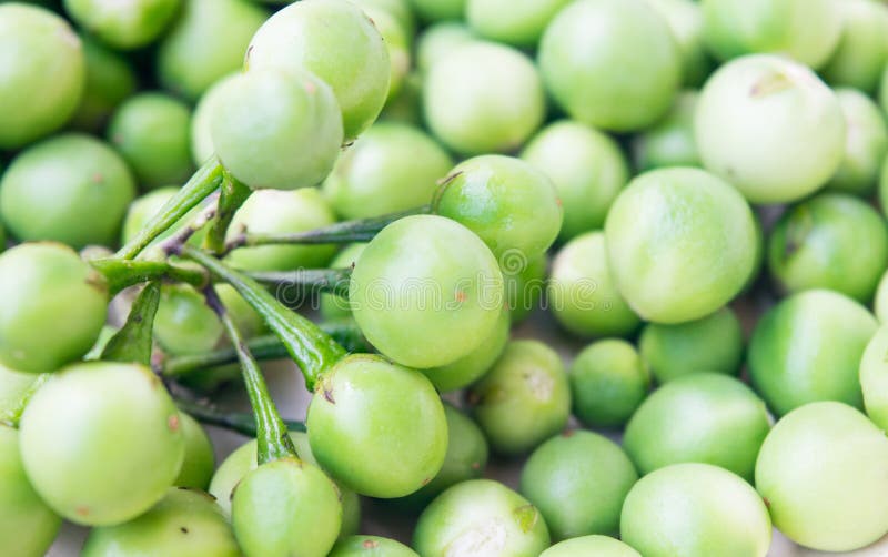 Oberżyna, Indycza jagoda, Solanum torvum obraz royalty free