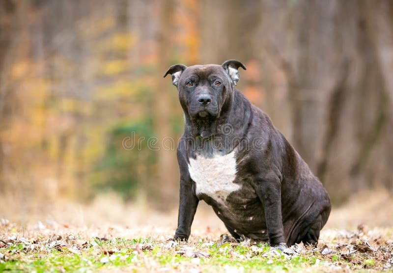 An obese Pit Bull Terrier mixed breed dog