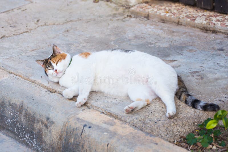 White Lazy  Cat  Answers Phone Call Stock Image Image of 