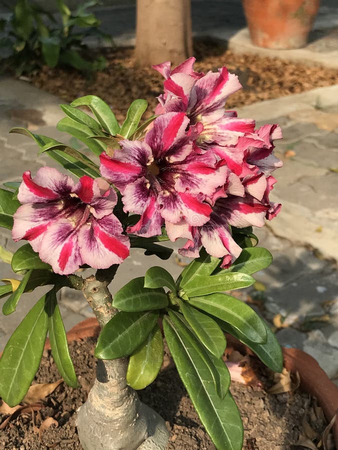 Obesum del Adenium o lirio de impala o azalea o desierto colorida de la mofa color de rosa o flor de la estrella de Sabi fotos de archivo Obesum del Adenium o lirio de impala o azalea o desierto colorida de la mofa color de rosa o flor de la estrella de Sabi fotos de archivo