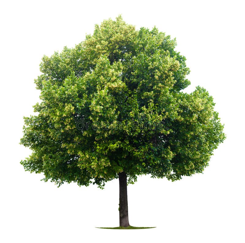 Obfitolistny lipowy drzewo