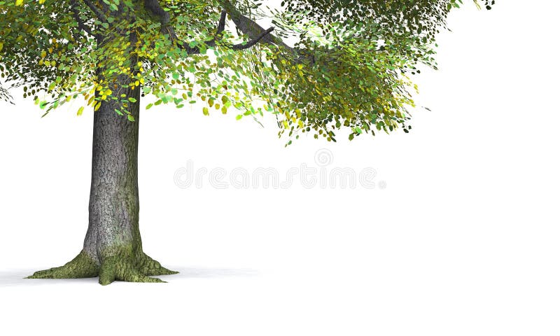 Obfitolistny zielony drzewo