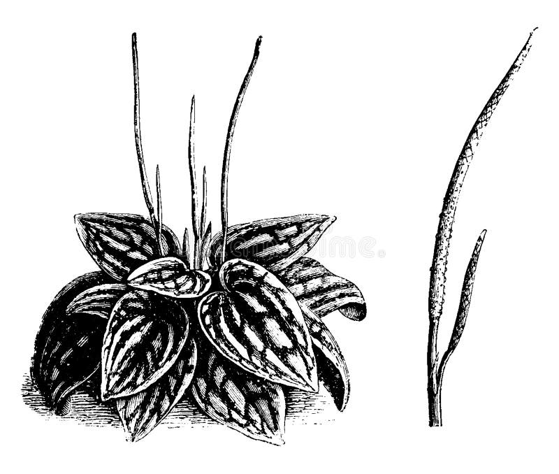 Obiceiul și inflorescența desprinsă a peperomia marmorata vintage royalty free illustration