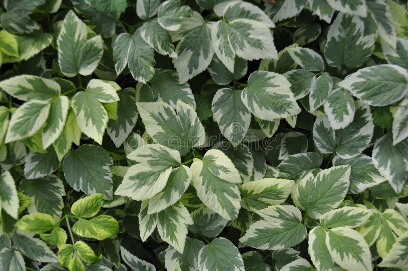 Plantas Da Casa Da Maranta Tropical Cristata Bicolor Foto de Stock - Imagem  de escuro, verde: 249793570