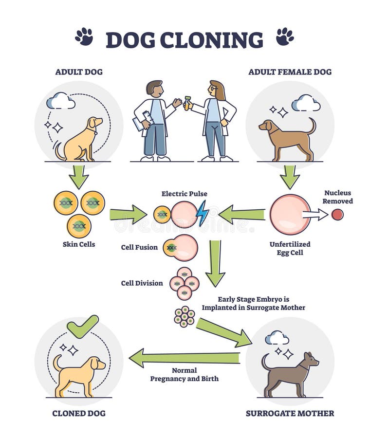 Dog cloning explanation as artificial egg cell fertilization outline diagram. Educational labeled puppy DNA development process steps scheme with all creation and evolution stages vector illustration. Dog cloning explanation as artificial egg cell fertilization outline diagram. Educational labeled puppy DNA development process steps scheme with all creation and evolution stages vector illustration.