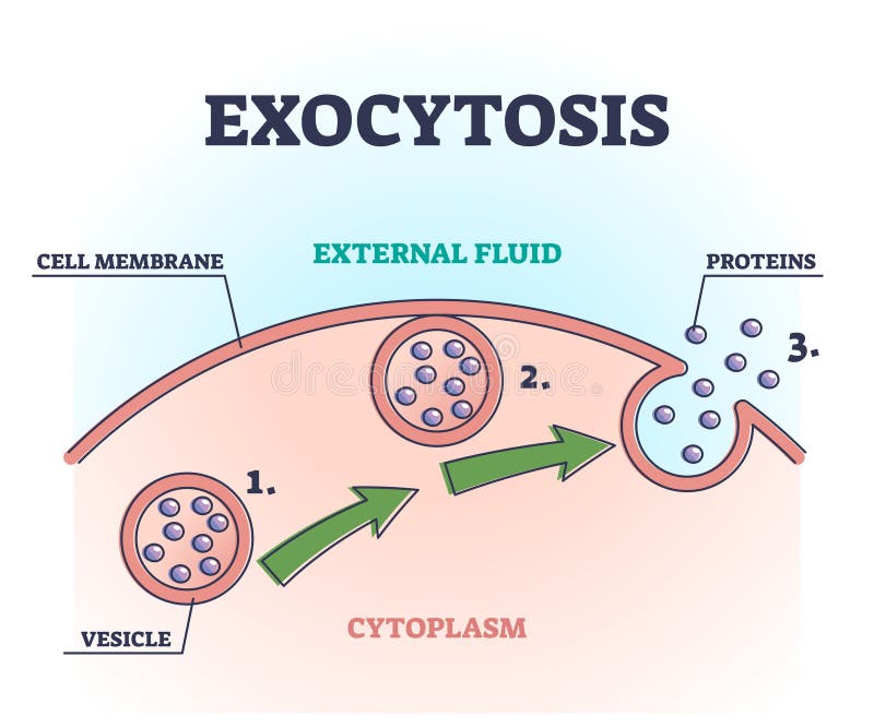 Exocytosis process explanation as proteins release mechanism outline diagram. Educational labeled cellular side view with external fluid, proteins and vesicle vector illustration. Anatomical transport. Exocytosis process explanation as proteins release mechanism outline diagram. Educational labeled cellular side view with external fluid, proteins and vesicle vector illustration. Anatomical transport