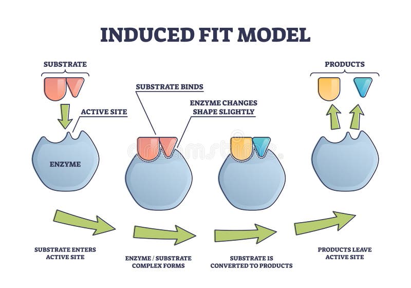 Induced fit model process explanation with enzyme active site and products outline diagram. Labeled educational substrate binding steps scheme with complex forms and conversion in scientific graph. Induced fit model process explanation with enzyme active site and products outline diagram. Labeled educational substrate binding steps scheme with complex forms and conversion in scientific graph.