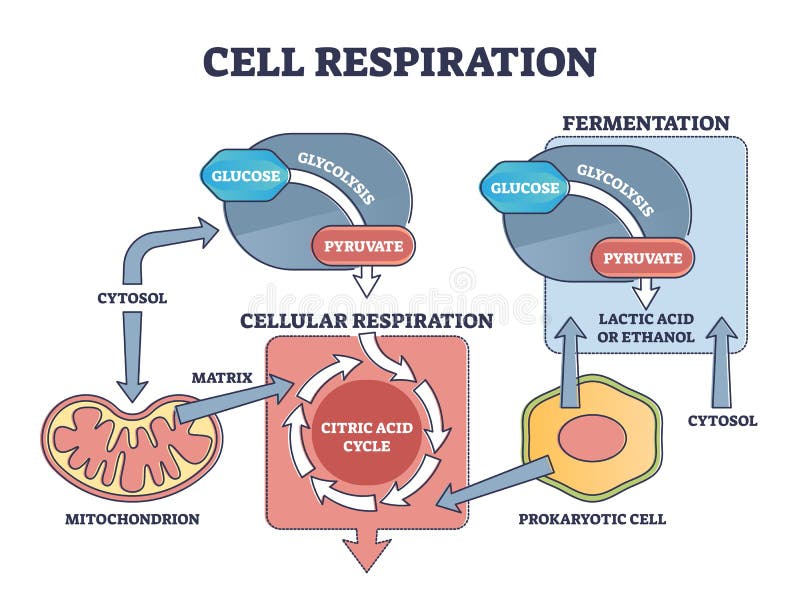 Cell respiration process explanation with biological stages outline diagram. Educational labeled scheme with citric acid, cytosol and glycolysis as molecular chemical cycle info vector illustration. Cell respiration process explanation with biological stages outline diagram. Educational labeled scheme with citric acid, cytosol and glycolysis as molecular chemical cycle info vector illustration.