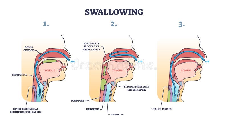 Swallowing process explanation with anatomical principle stages outline diagram. Labeled educational oral mechanism for eating and respiratory vector illustration. Medical epiglottis, bolus and UES. Swallowing process explanation with anatomical principle stages outline diagram. Labeled educational oral mechanism for eating and respiratory vector illustration. Medical epiglottis, bolus and UES.