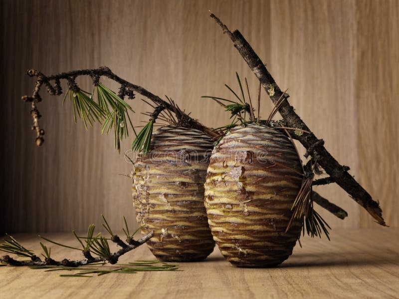 Objet du pin Cones image stock Objet du pin Cones image stock