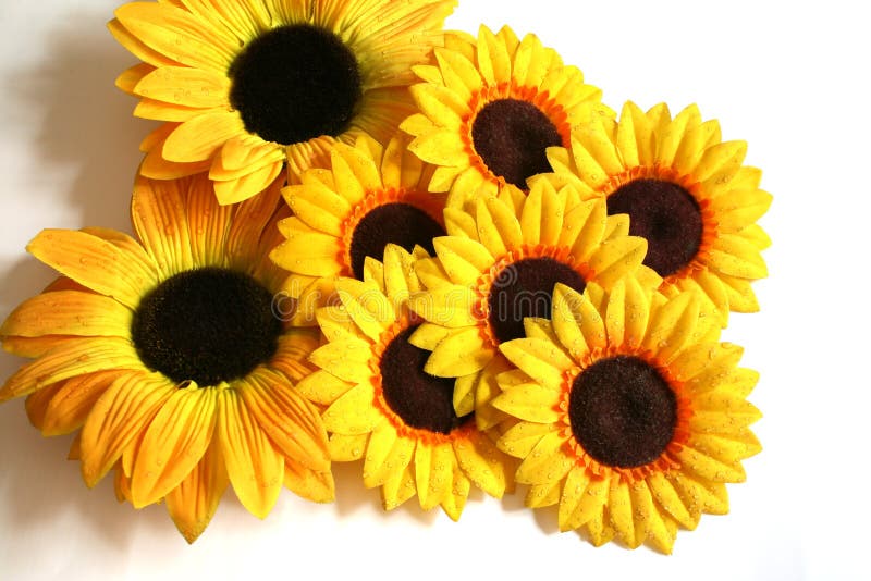 Objeto expuesto del girasol fotos de archivo libres de regalías Objeto expuesto del girasol fotos de archivo libres de regalías