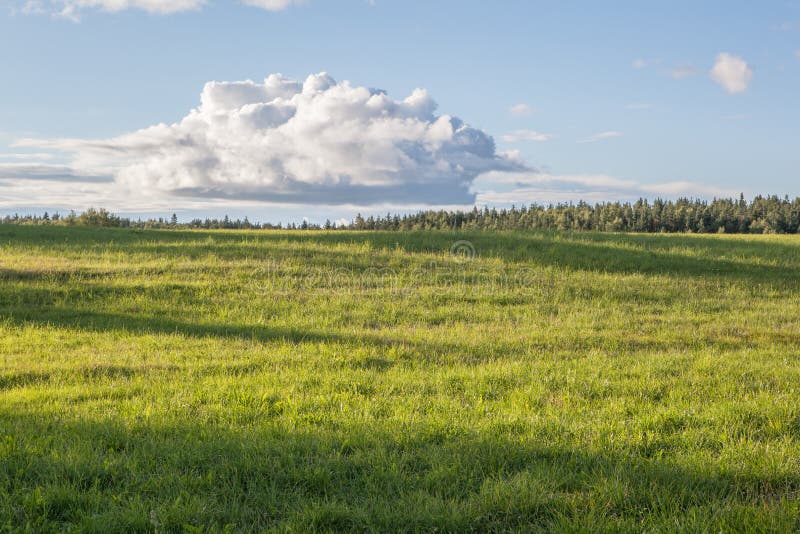 One Tree on an Oblique Field Stock Image Image of natural, russia