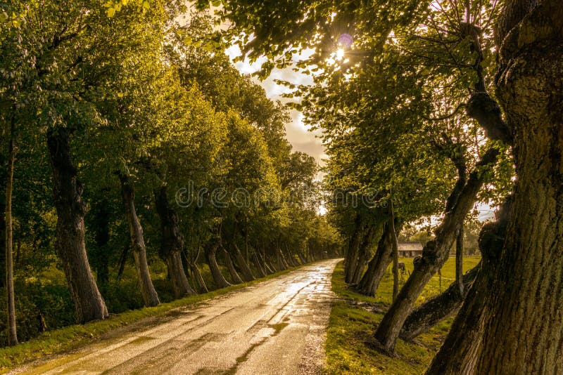 Oblique road of trees