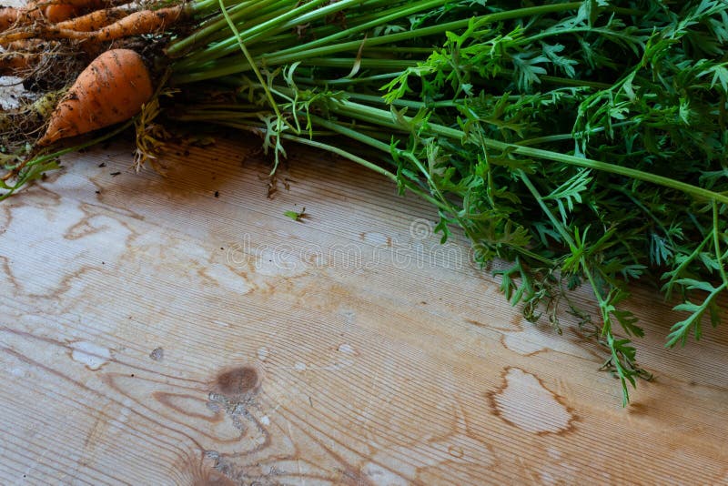 Oblique view of fresh baby carrots on a wood table, copy space royalty free stock photos Oblique view of fresh baby carrots on a wood table, copy space royalty free stock photos