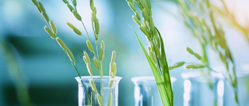 Obraz genetyczny ai generator naukowysekperiments with plant rice genetycznie zmodyfikowane uszy ryżowe. laboratoryjna rurka badaw ilustracji