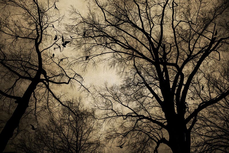 Textured image of Bare tree branches with black crows with a mysterious look. Textured image of Bare tree branches with black crows with a mysterious look