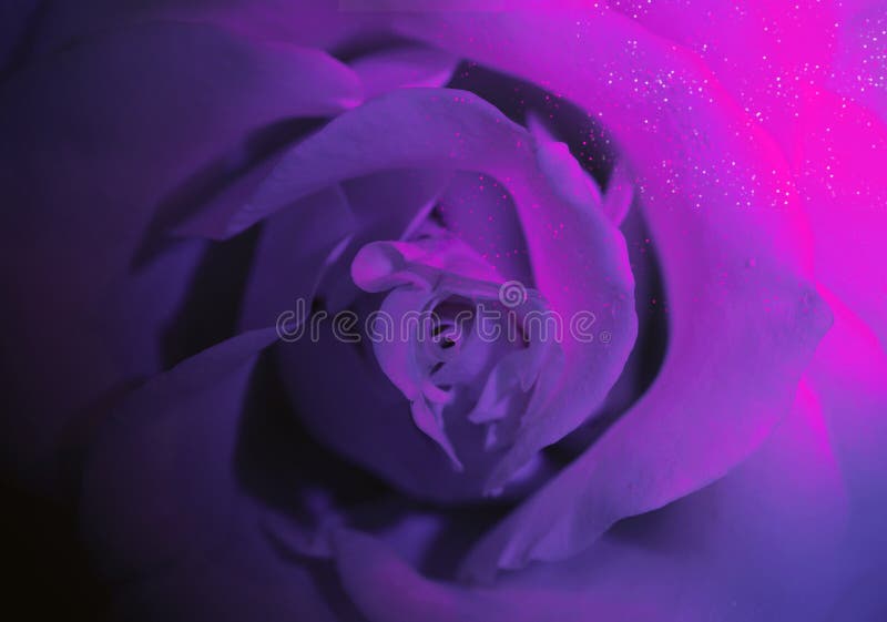 A obscuridade aumentou com fulgor enevoado fotografia de stock royalty free A obscuridade aumentou com fulgor enevoado fotografia de stock royalty free