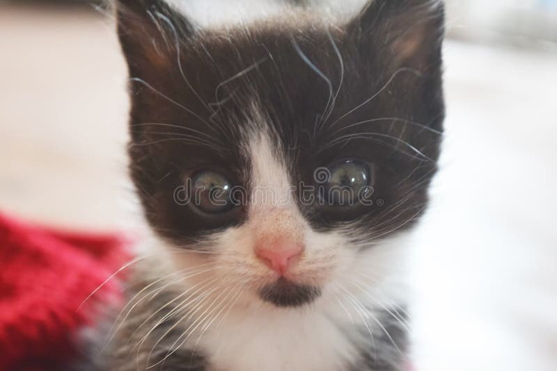 Corte O Jogo Do Gatinho Do Bebê Imagem de Stock - Imagem de fundo, gato:  116003439