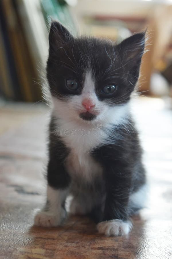 Corte O Jogo Do Gatinho Do Bebê Foto de Stock - Imagem de miado, gato:  116003432