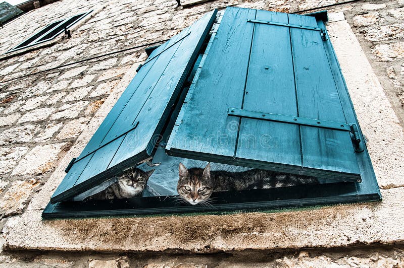 Observadores curiosos - dois gatos que espreitam através das cortinas de janela de turquesa