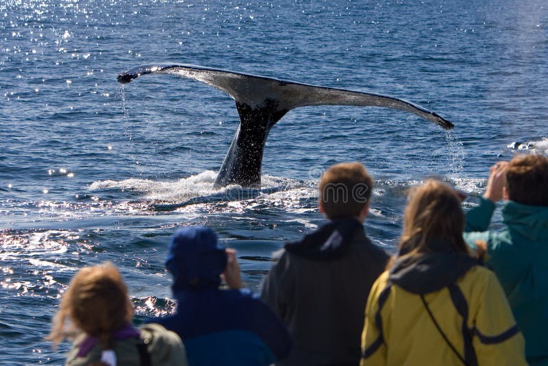 Observation de baleine photos libres de droits Observation de baleine photos libres de droits