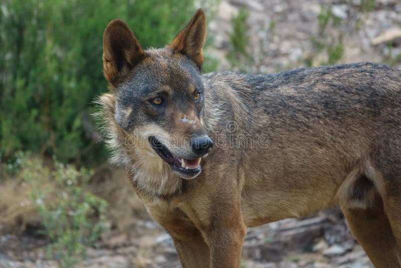 Observação de Canis Lupus Signatus imagem de stock royalty free