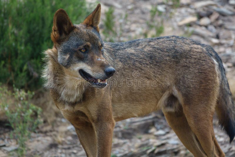 Observação de Canis Lupus Signatus foto de stock