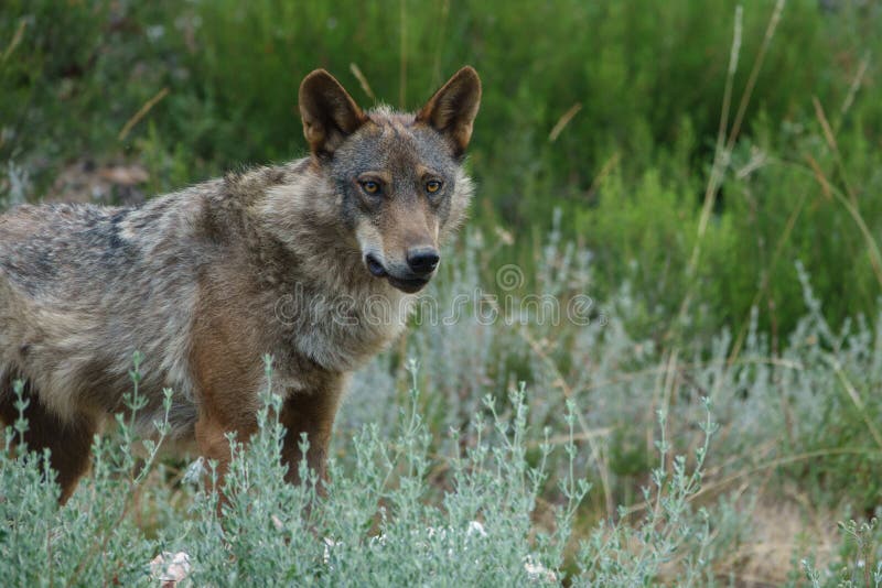Observação de Canis Lupus Signatus foto de stock