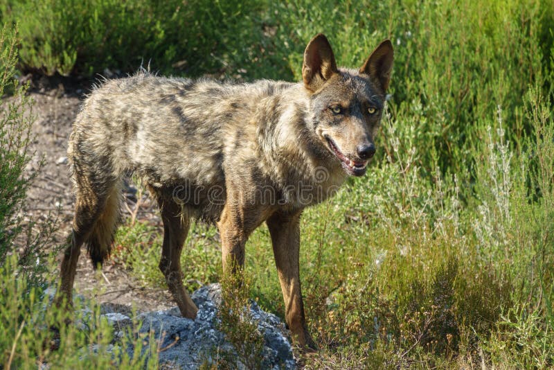 Observação molhada de Canis Lupus Signatus foto de stock royalty free