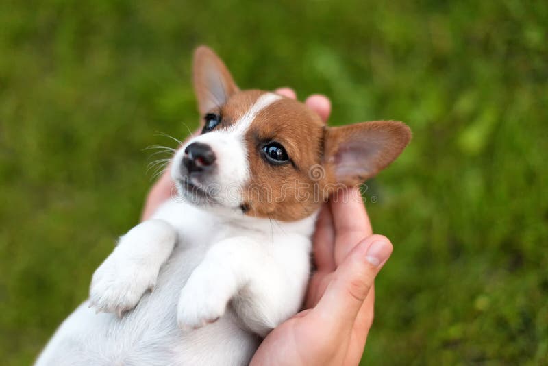 Obsługuje trzymać ślicznego szczeniaka Jack Russel w rękach zdjęcia royalty free Obsługuje trzymać ślicznego szczeniaka Jack Russel w rękach zdjęcia royalty free