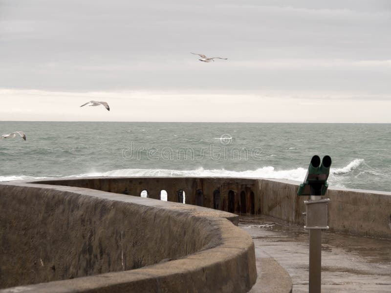 Obuoczny i trzy seagulls lata zdala od wybrzeża fotografia stock Obuoczny i trzy seagulls lata zdala od wybrzeża fotografia stock