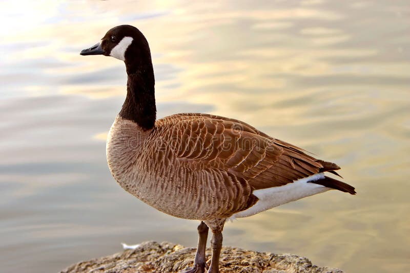 Canadian Goose perched on a rock overlooking the pastel reflections of a sunset off the water. Little water beads across the belly of the goose. Canadian Goose perched on a rock overlooking the pastel reflections of a sunset off the water. Little water beads across the belly of the goose.