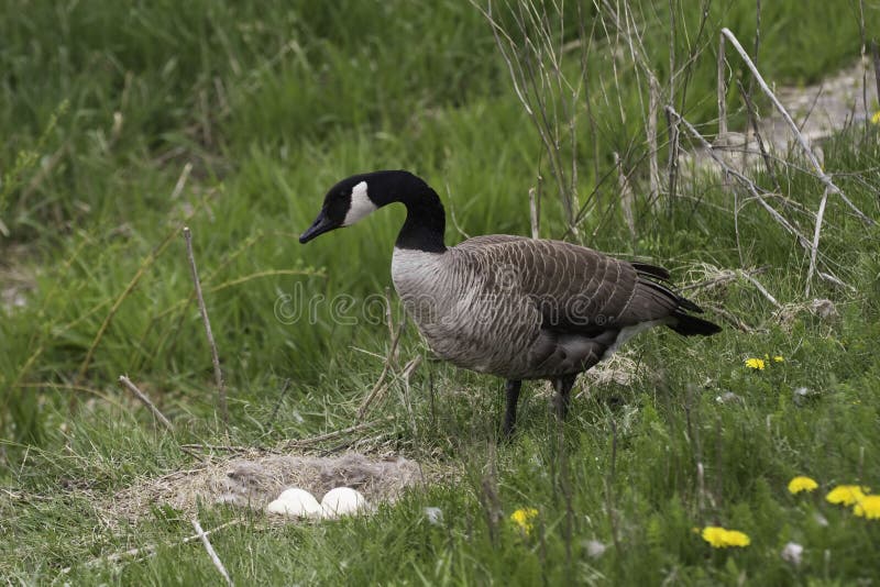 Oca del Canada, canadensis del Branta al nido immagine stock Oca del Canada, canadensis del Branta al nido immagine stock