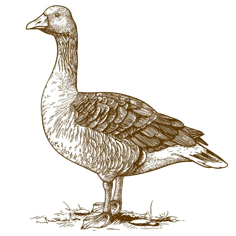 Oca dell'incisione di vettore su fondo bianco illustrazione vettoriale Oca dell'incisione di vettore su fondo bianco illustrazione vettoriale