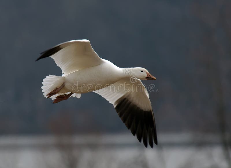 A single migrating Snow Goose in flight. A single migrating Snow Goose in flight.