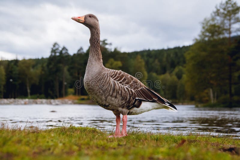 Oca selvatica con il becco arancio in parco con il fondo del lago e del cielo blu fotografia stock libera da diritti Oca selvatica con il becco arancio in parco con il fondo del lago e del cielo blu fotografia stock libera da diritti